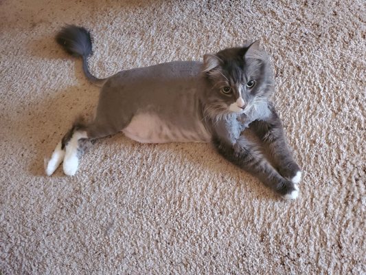 I am so happy with Shear Elegance!  My cat Bentley hates being touched and they were able to groom him and give him the lion cut.