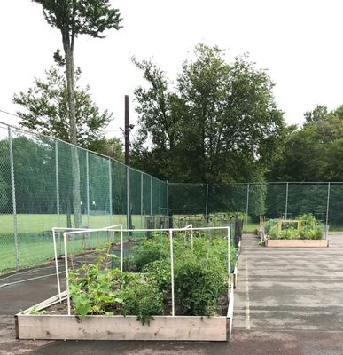 E Complex Community Garden.  Rent a spot to save your herbs and vegetables from the wildlife.