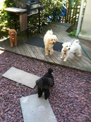 Small dog play group