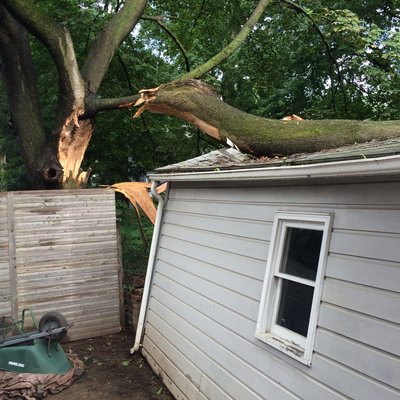 Removal of a large maple from a garage in Kingston.