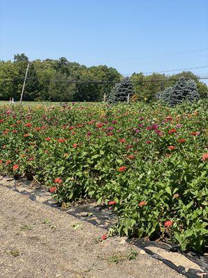 Henry's Gardens