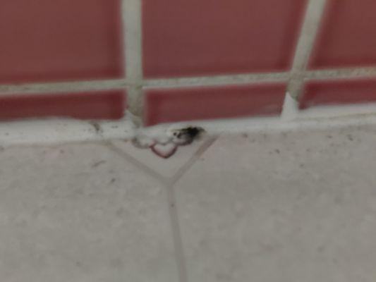 At the bottom of the shower door, looks like mold to me. Thought they cleaned the floor?