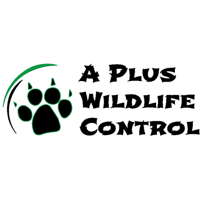 A Plus Wildlife Control