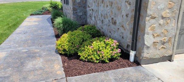 Added Brown chocolate mulch around the bushes.