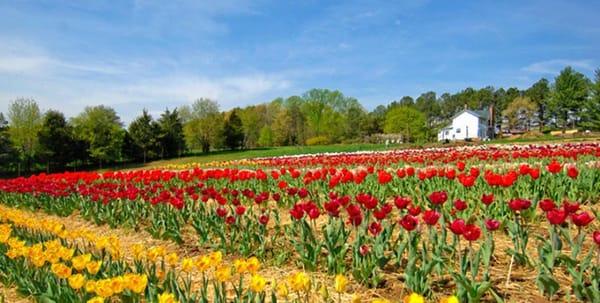 Organic Tulip Festival 2010