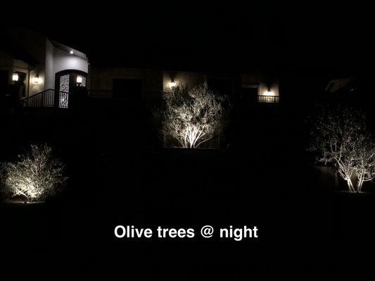 Olive trees at night (hard to take pictures though they look amazing!!)