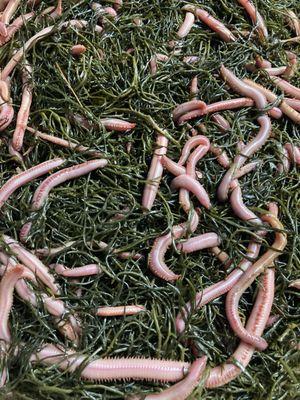 Jumbo Blood worms