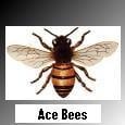 Ace Bees - Bee Removal