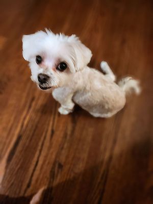 Frosty the Maltipoo