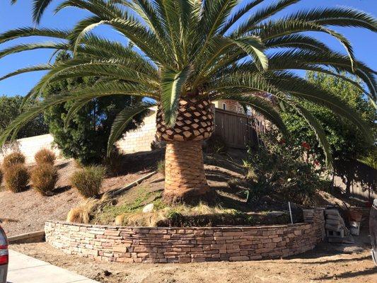 Retaining wall covering with stone and cleaning the palm trees