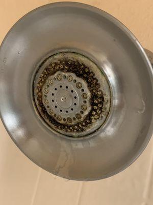 Mold and slime on shower head.