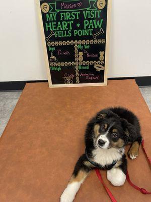 My puppy Maisie and the sign they had for me to take pictures of her in front of