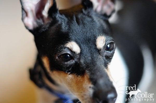 Max |  2010 Red Collar Photography