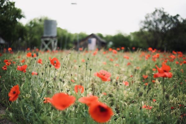 Castroville Poppy House