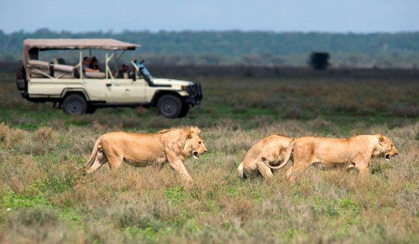 Game Drive in Queen Elizabeth National Park