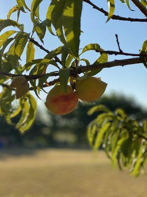 multiple peach trees