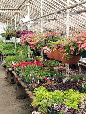 The Plant Place and Cameron Greenhouse