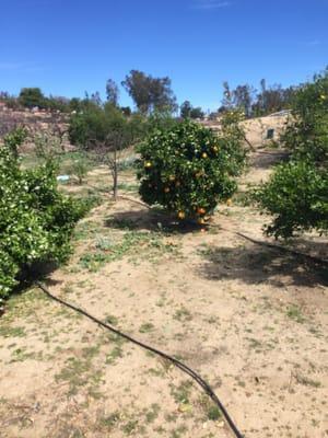 Some of the orange trees in the orchard.