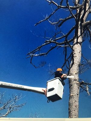 Dead Pine Removal