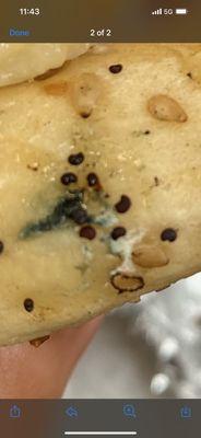 Mold on everything bagel.