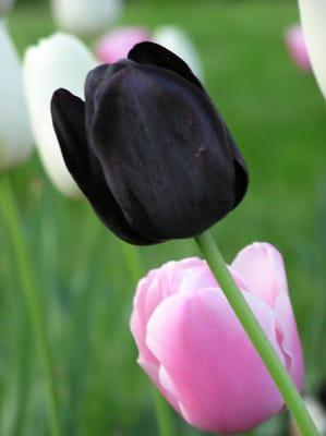 "Queen of the Night" tulip