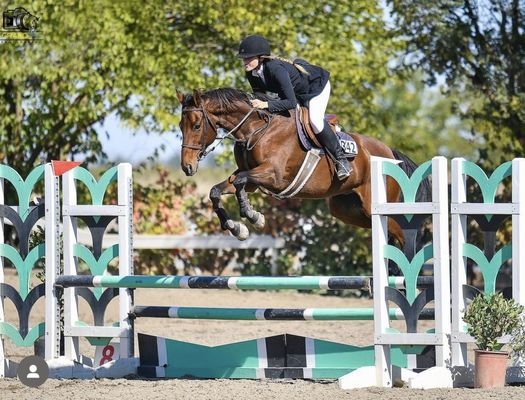 Saint Bridge Horse Rescue