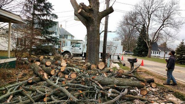 Discount Tree & Stump Removal