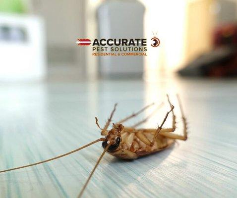 Accurate Pest Solutions