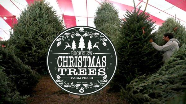 Green Valley Best Christmas TRee Lot & Christmas Tree Delivery