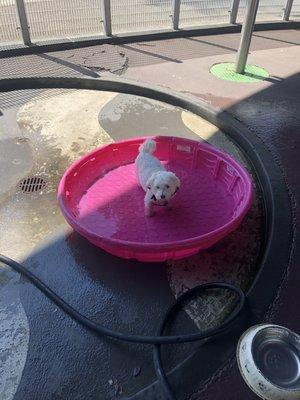 Brutus loves to cool down in the park.