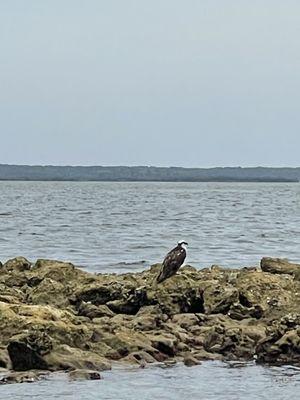 I don't know...I saw this bird while on the water.