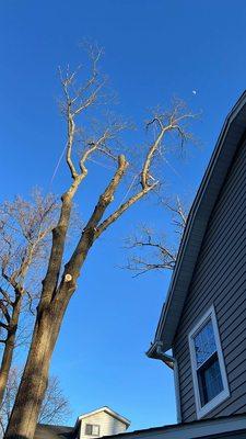 Taperia Tree Service