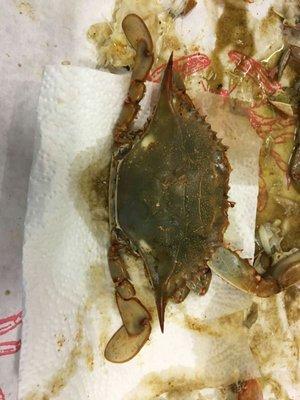 Undercooked crabs. No apologies. Owner blamed the customer for problem. No refunds given.  DON'T WASTE YOUR MONEY!