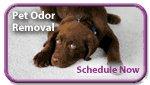 Pet Odor Removal Treatments