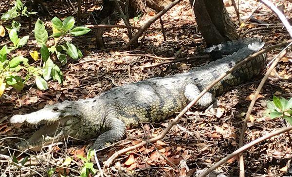 Crocodile in Rio Lagartos