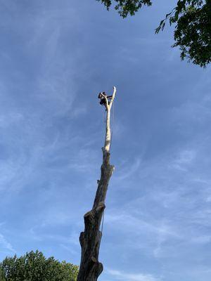 Tree cut down in stump grinding