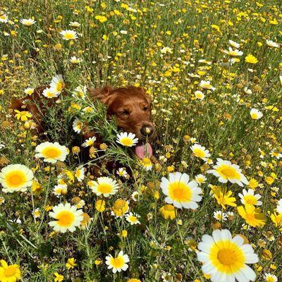 Emma having fum romping through the flowers