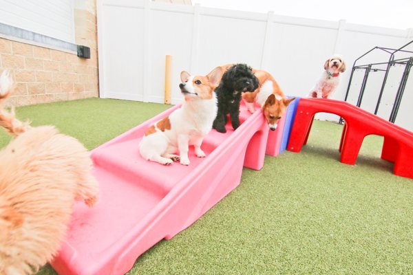 My little white corgi at wagging lounge daycare...