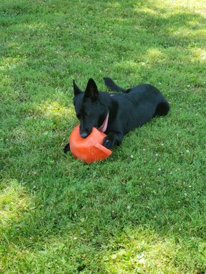 Zena and her ball.