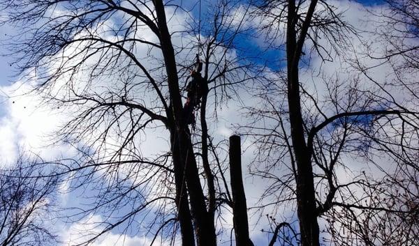 tree trimming services