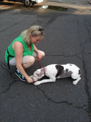 Luring a dog into the down position a number of times is important before adding a cue.