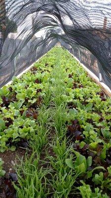 Lettuce & green onions in high tunnel.