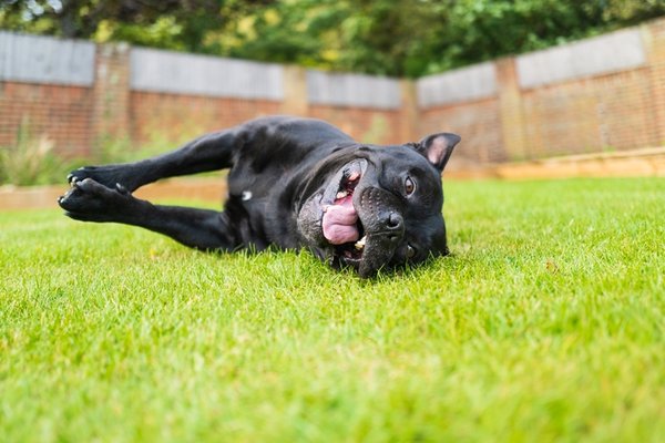 A poop-free yard is essential for maintaining a healthy, safe, and pleasant outdoor environment to be enjoyed by your whole family!