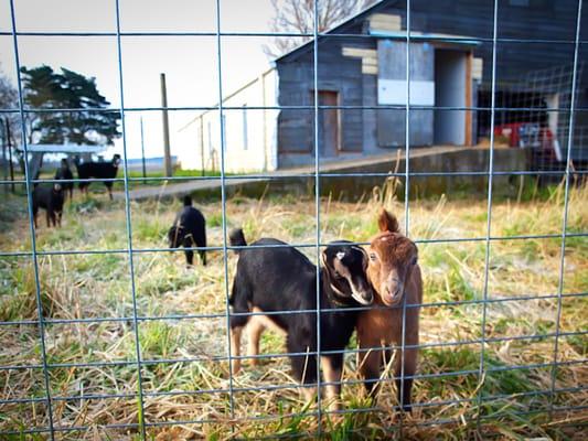 Gothberg Farms goats in Mt. Vernon, WA