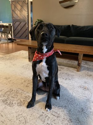 Charley looking handsome in his valentines scarf