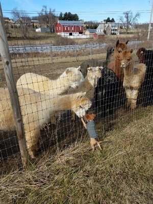 Skippyjon Jones meeting the boys.