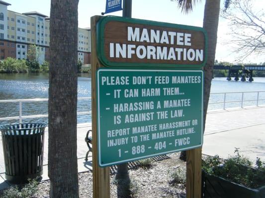 Manatees frequently the river when it's cold out