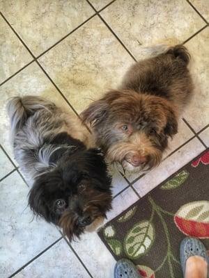 All clean and trimmed, the Havanese pups love their new look!