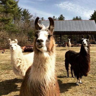 Starlight Llama Bed and Breakfast