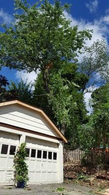 Removing cherry tree leaning over the shed. Denville NJ